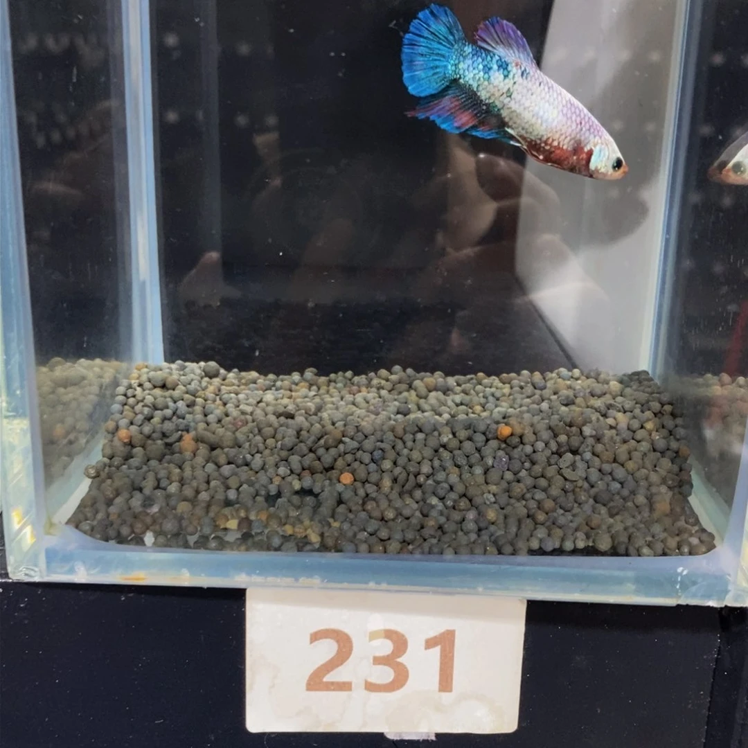 热带鱼公231橘****~巨斗