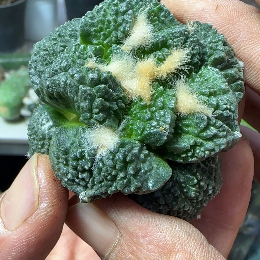 无花朵龟甲连山无根