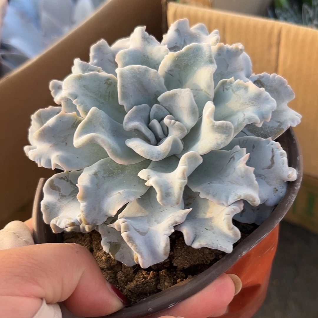 多肉植物多肉植物