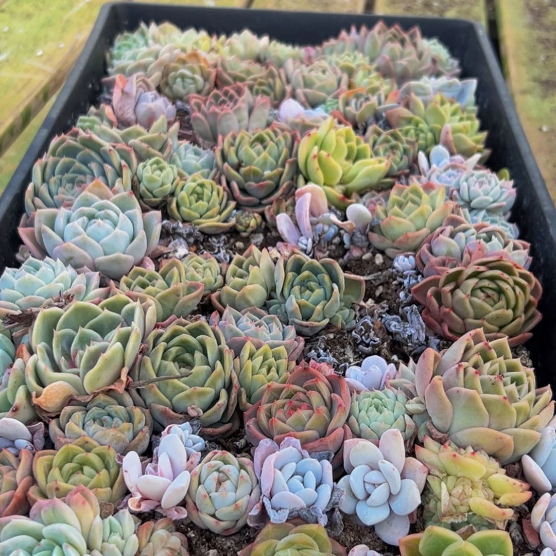 207多肉葡萄领导人物库资料