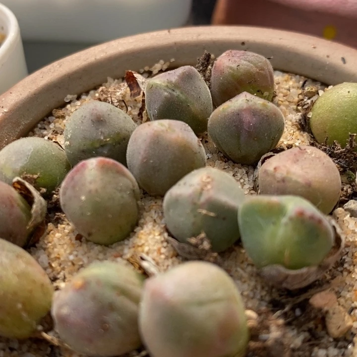 1711三年大眼睛空蝉一颗