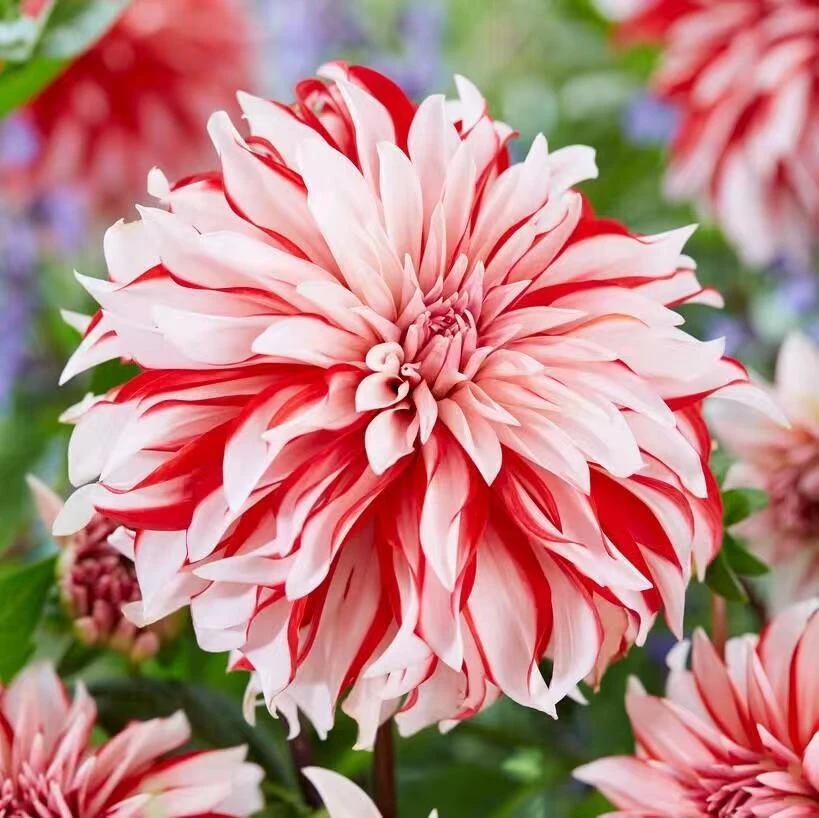 巨型大丽【圣诞老人】进口大丽花盆栽重瓣地瓜花卉多年生超长花期