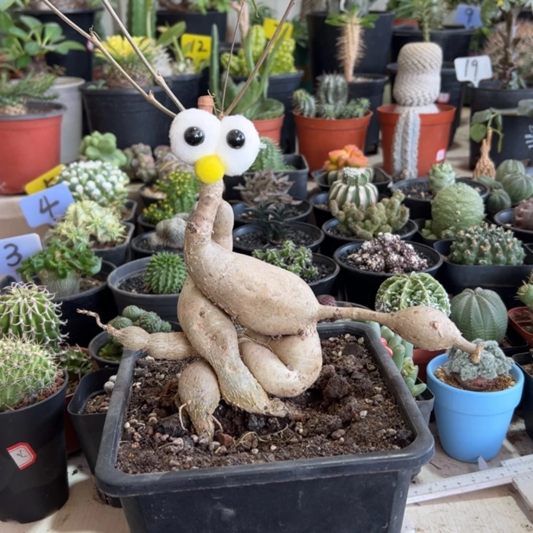 左右逢春柳叶麒麟带盆11111111