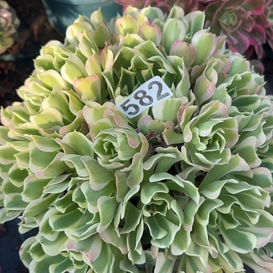 微***有多肉植物一个白凤582