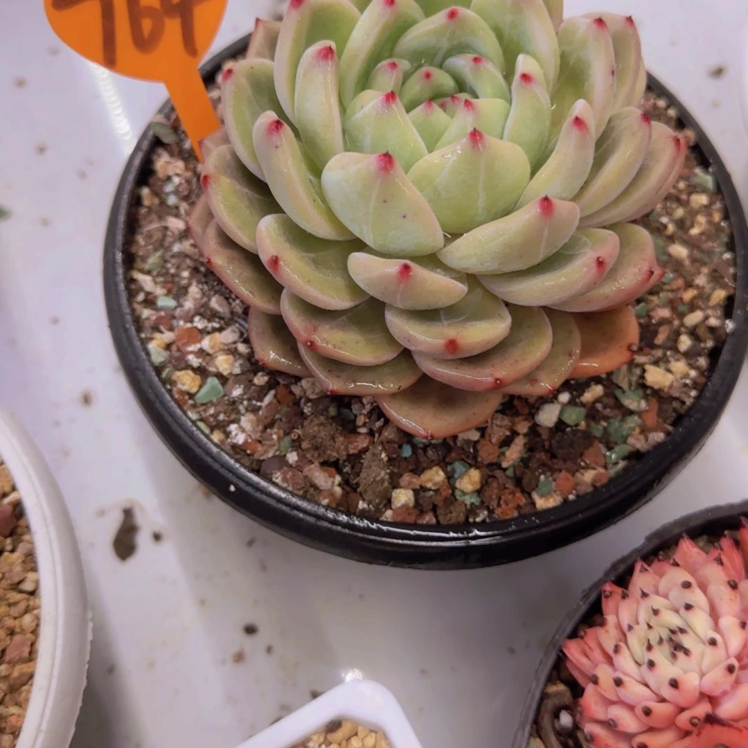 水*儿764多肉植物一物一拍