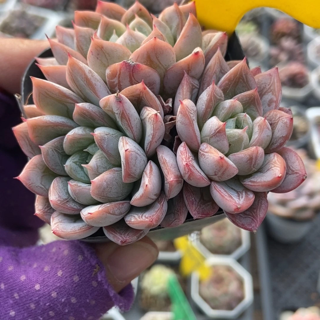 865爱沙公主多肉植物