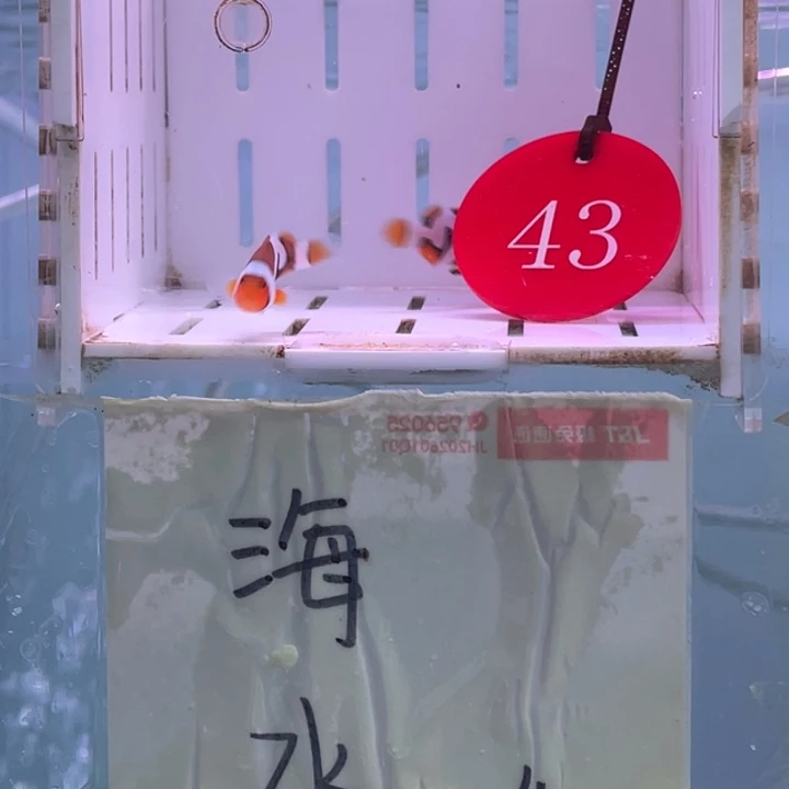 公热带海域2-5毕加索2条2-3