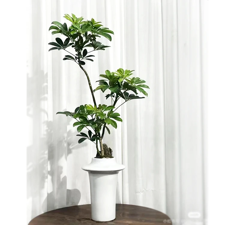 【八方来财】招财树鸭脚木带根发货水培土培四季常青懒人绿植好养活