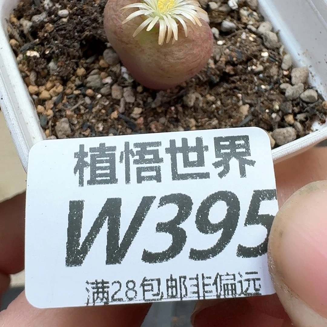 多肉植物的润泽egb