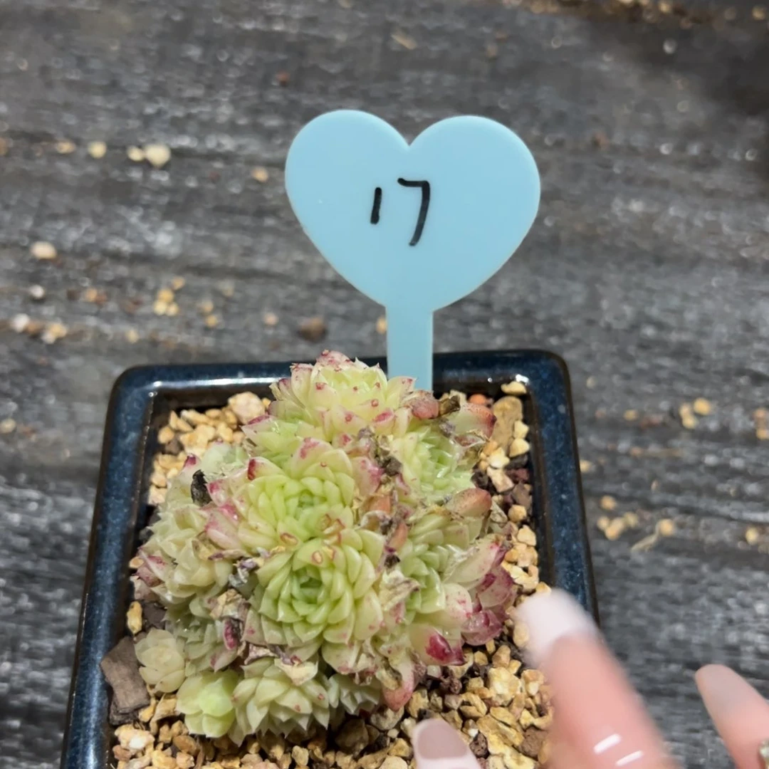 多肉植物一物一拍