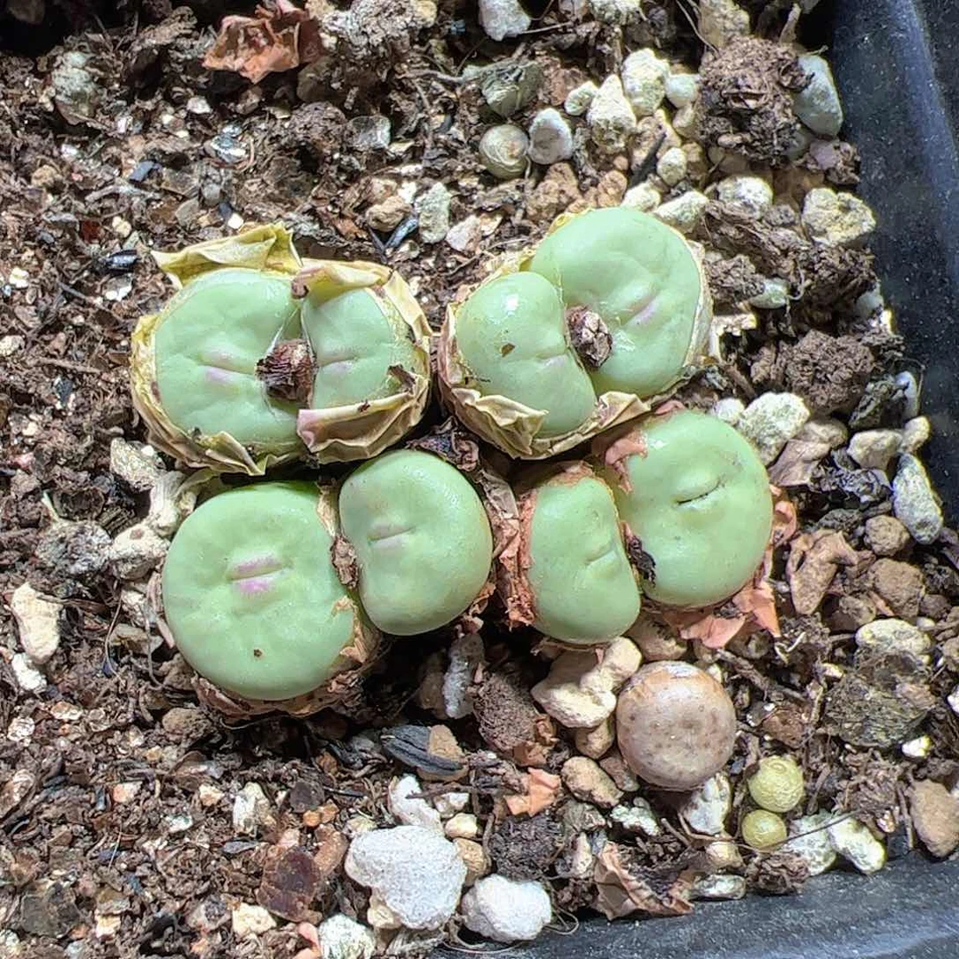 【闪购商品】181 红嘴