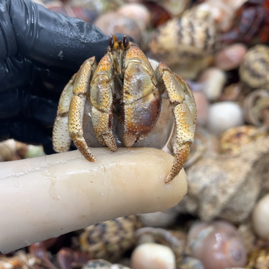 不退不换活体宠物8