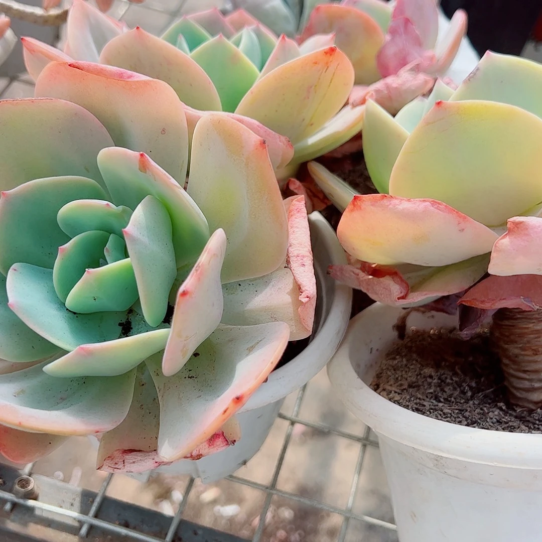 血凤大单头精品特价