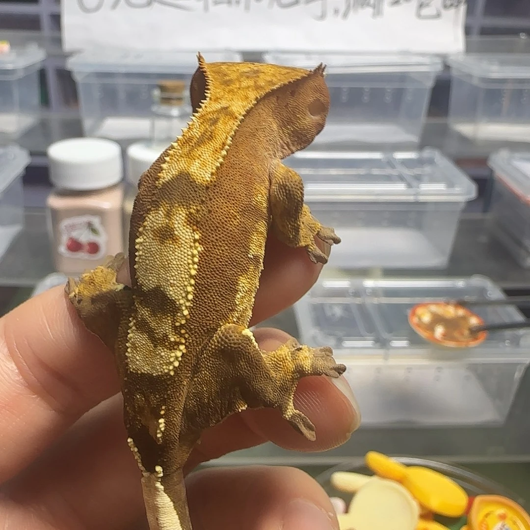 睫角守宫睫角守宫大幼