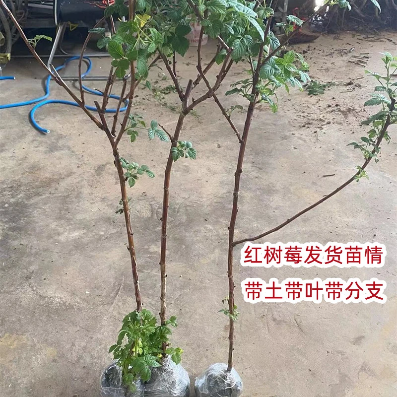 （带土带叶带分支）红树莓苗香甜盆栽地栽南北方种植当年结果