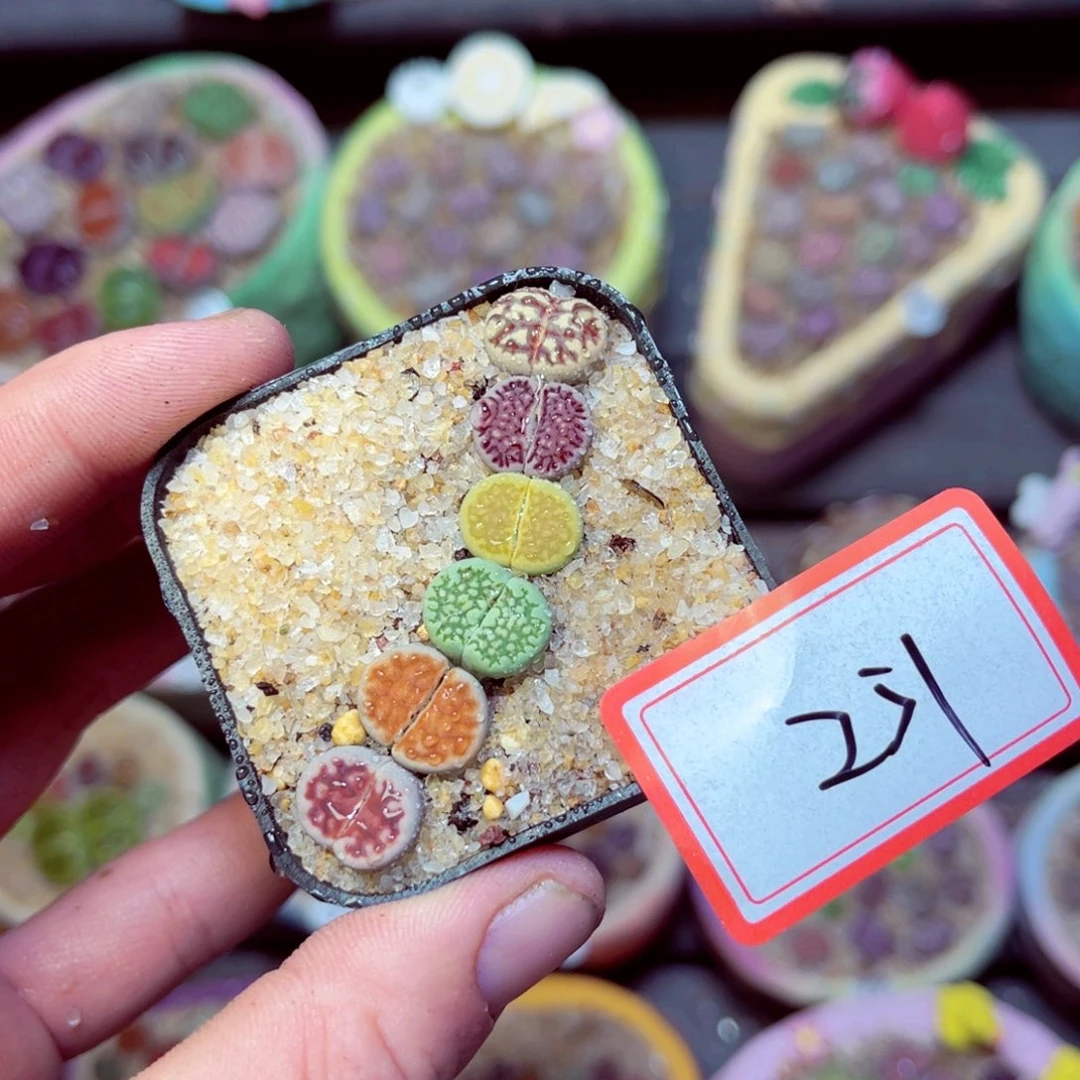 251生石花带盆发1
