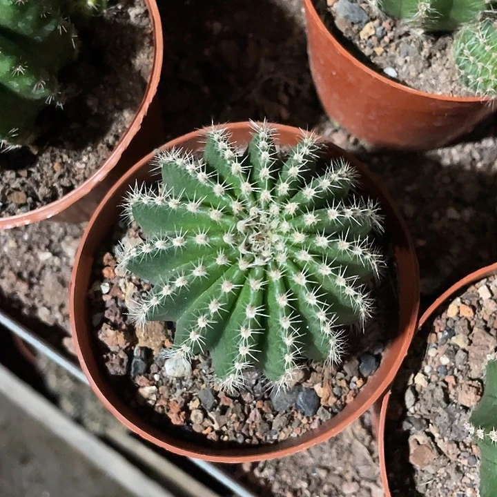 ****️实生彩草带盆土发货