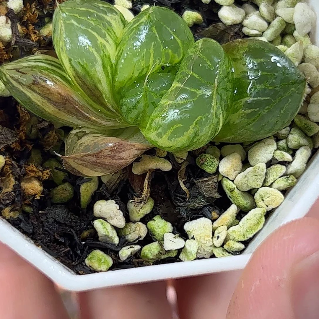 119三鲜寿锦十二卷多肉