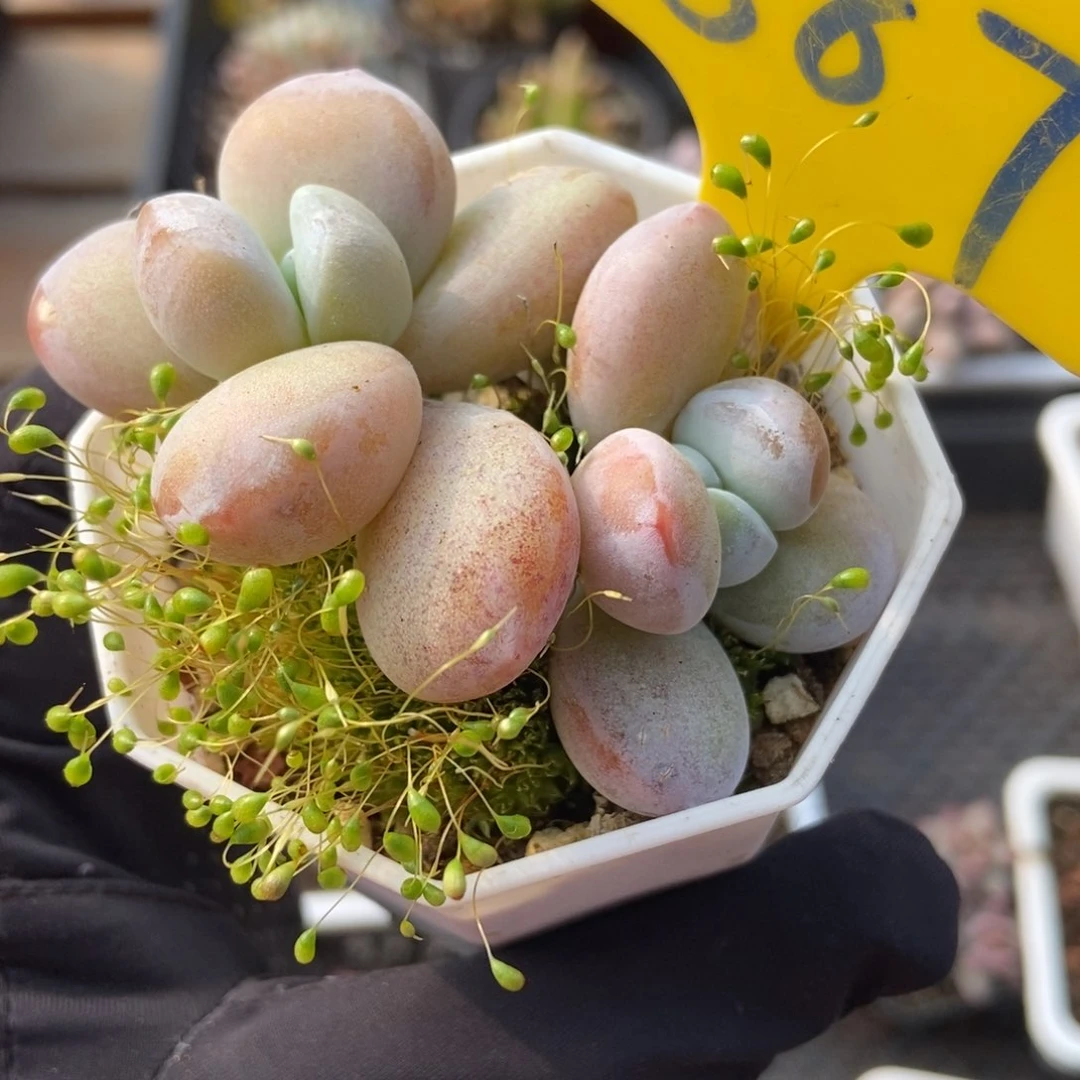 887雪美人多肉植物保护