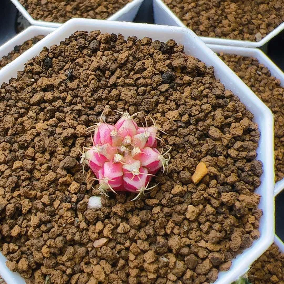 这***样当前无花栽培后可以开花423