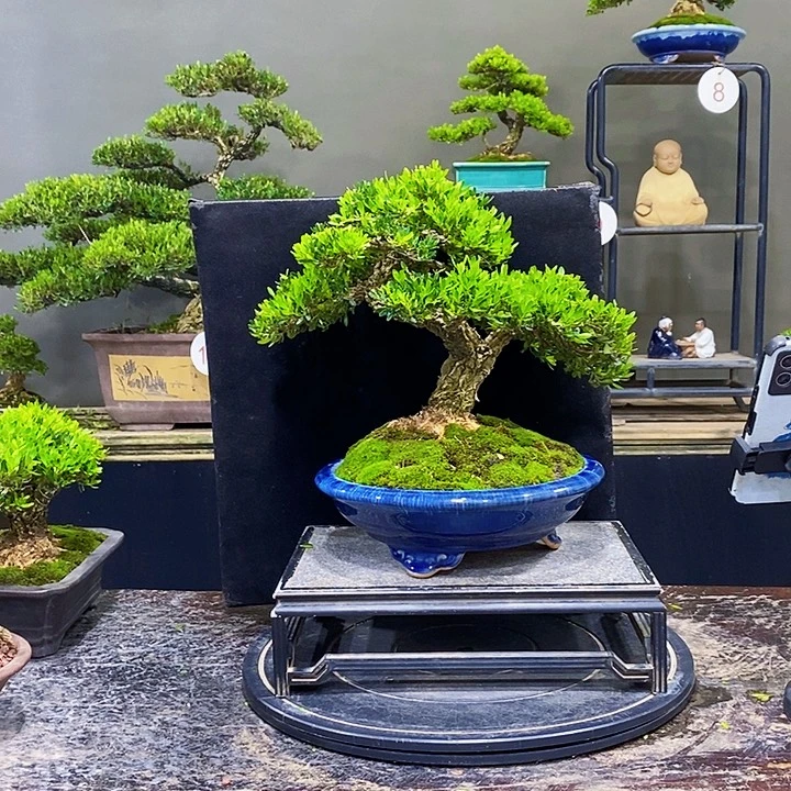 无花朵黄杨盆景四季常青