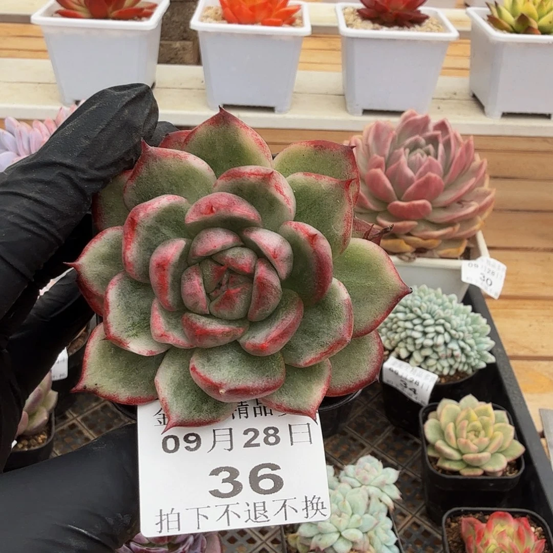 0928-36大王乌木锦单头