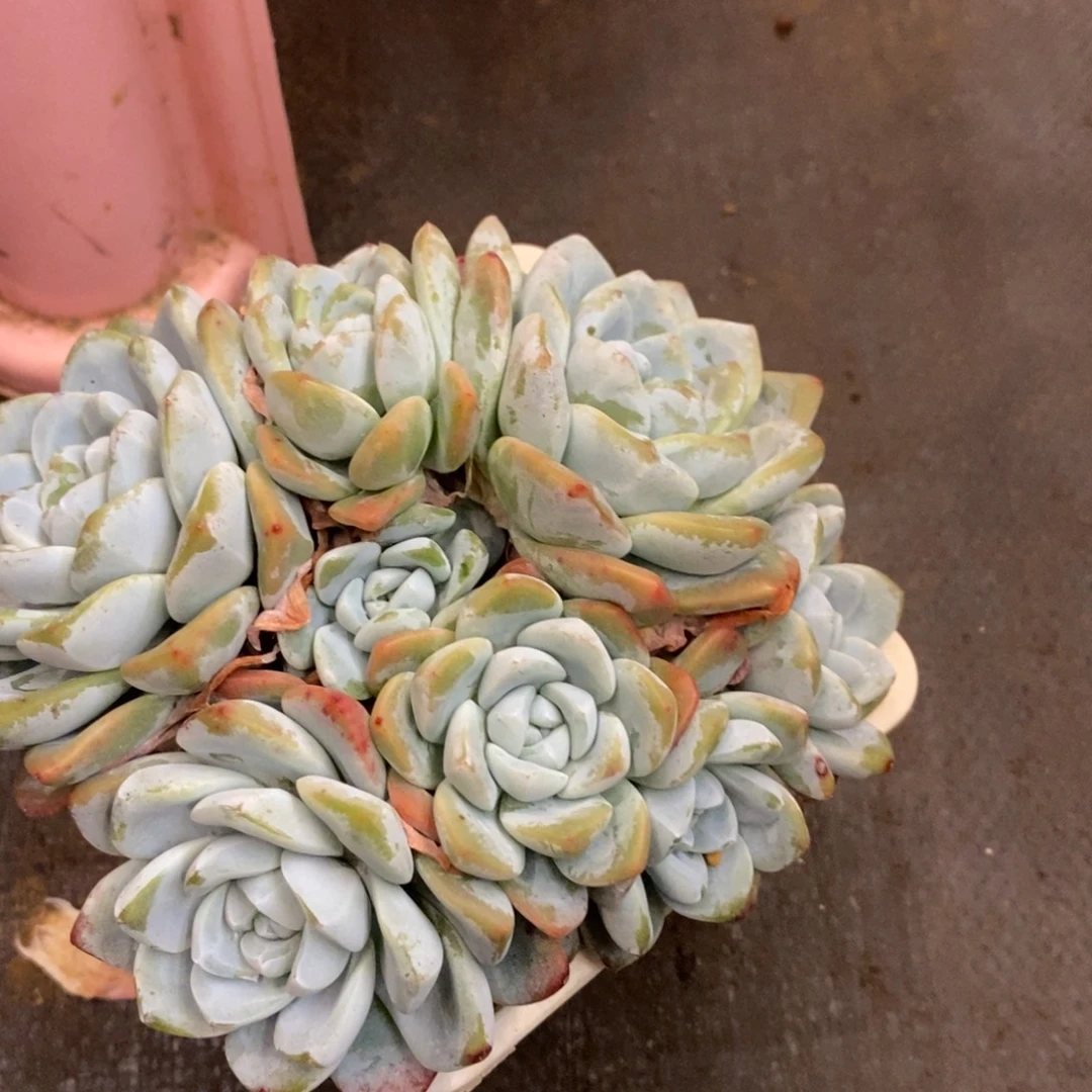 ****多肉植物肉肉植物