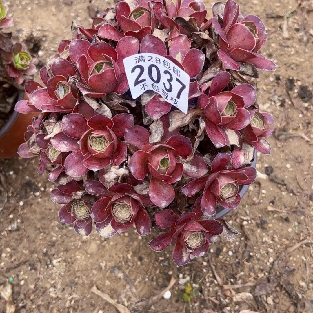 玫瑰多肉植物法师2037