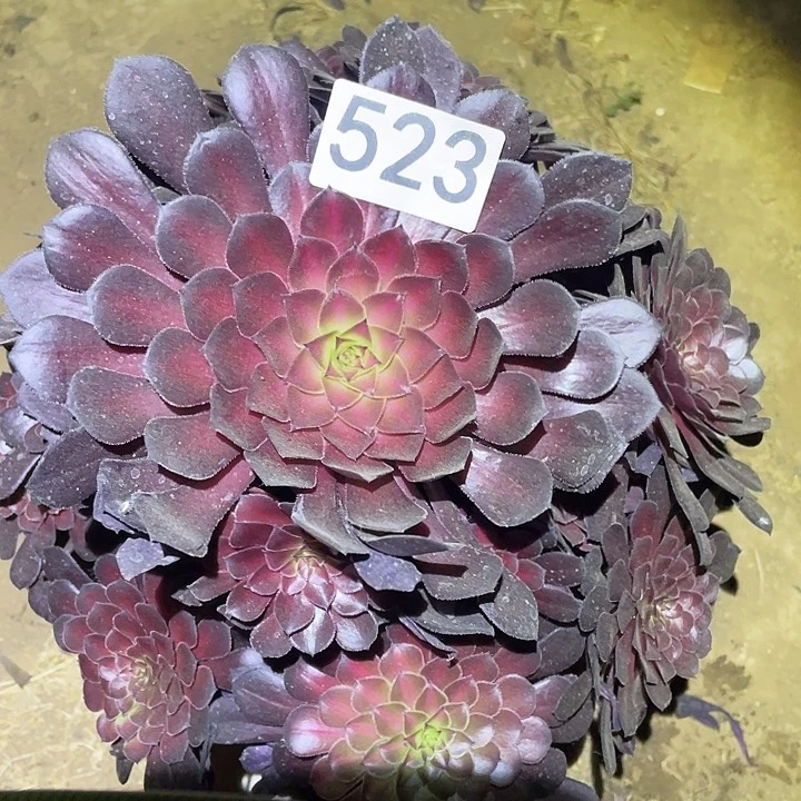 多肉植物法师523黑铜壶中班