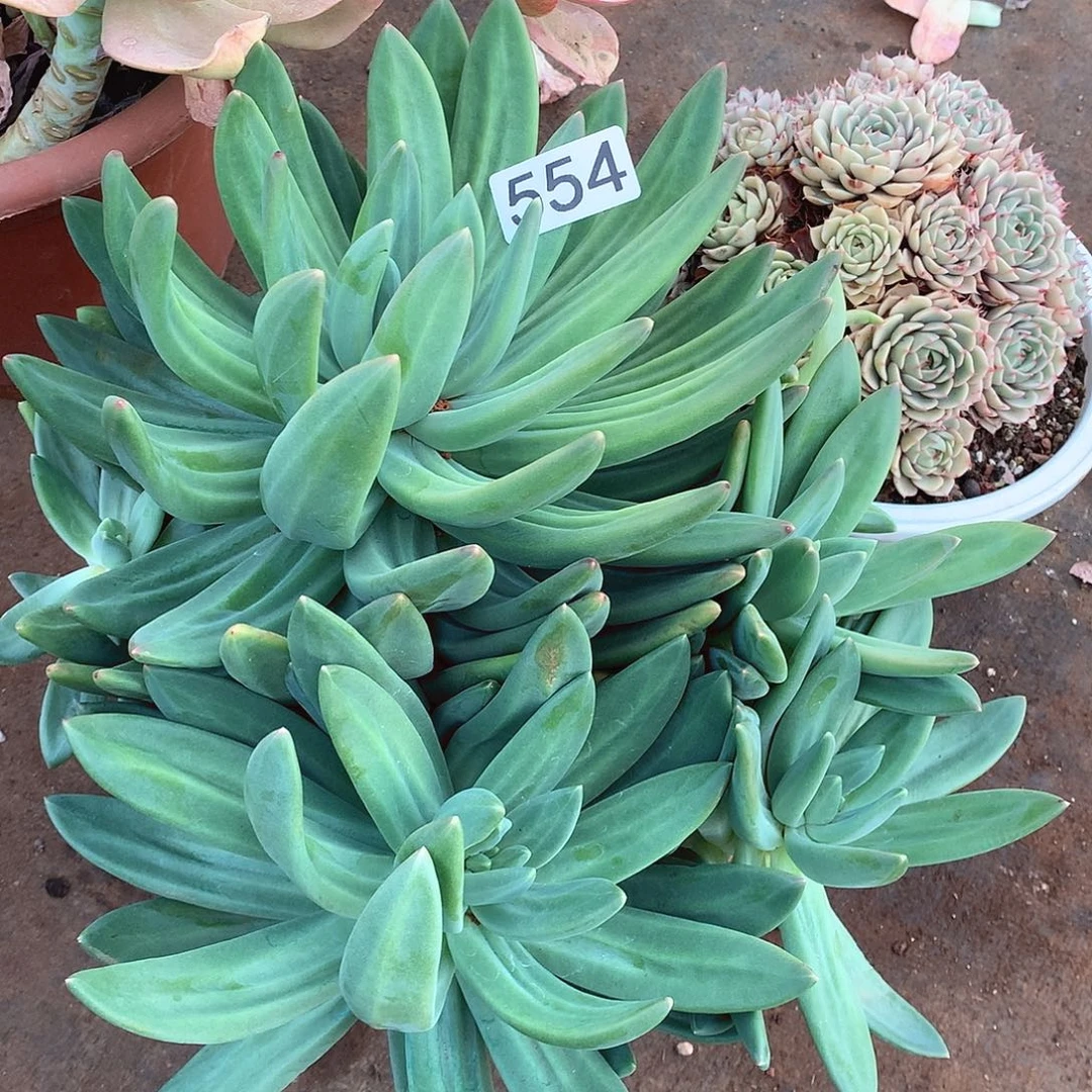 554海洋之歌一物一拍多肉