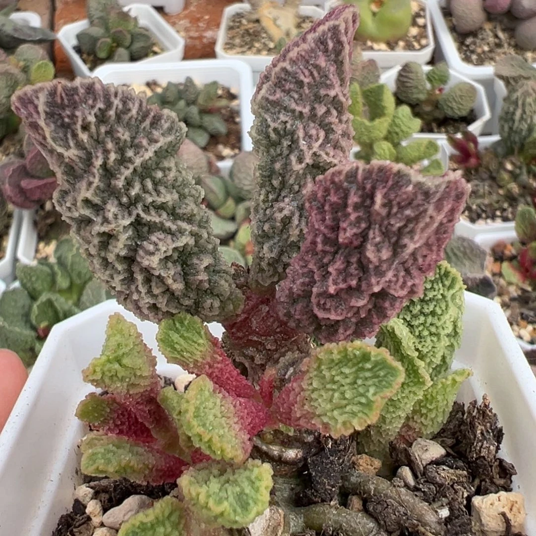 幽月老桩多肉植物水泡多肉植物