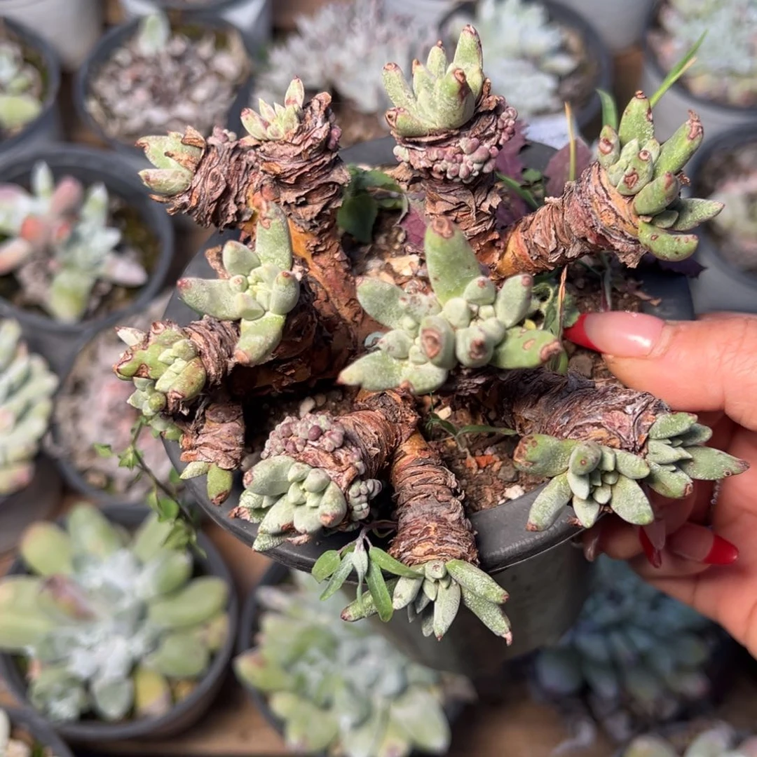 339绿豆哈哈哈哈哈哈哈哈哈多肉