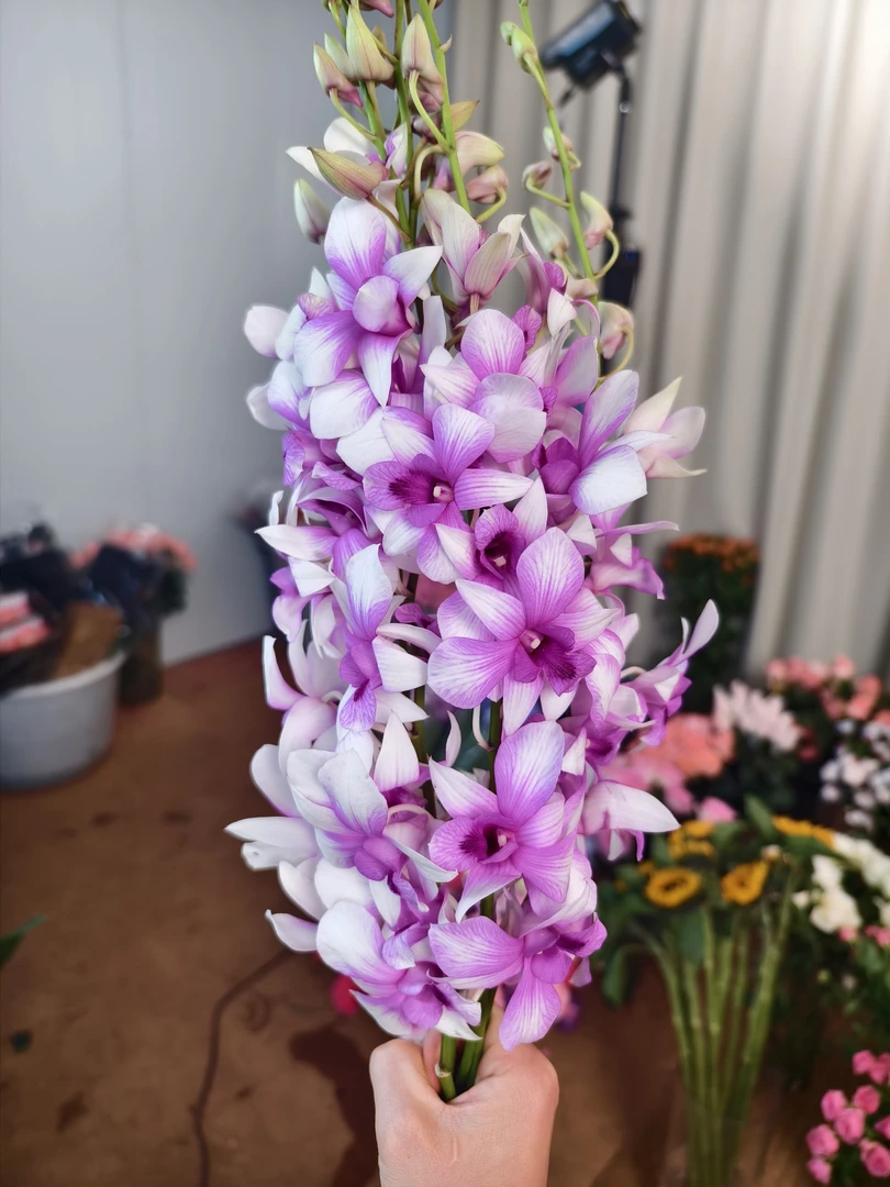 【pp洋兰】云南鲜花基地直发