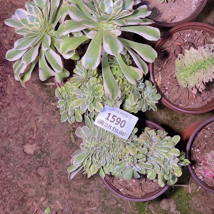 晨*1590迈巴赫缀两个断枝不包