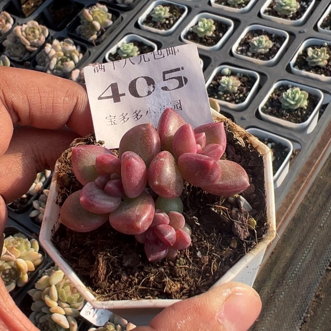 405号迷雾泡泡一物一拍满18包邮