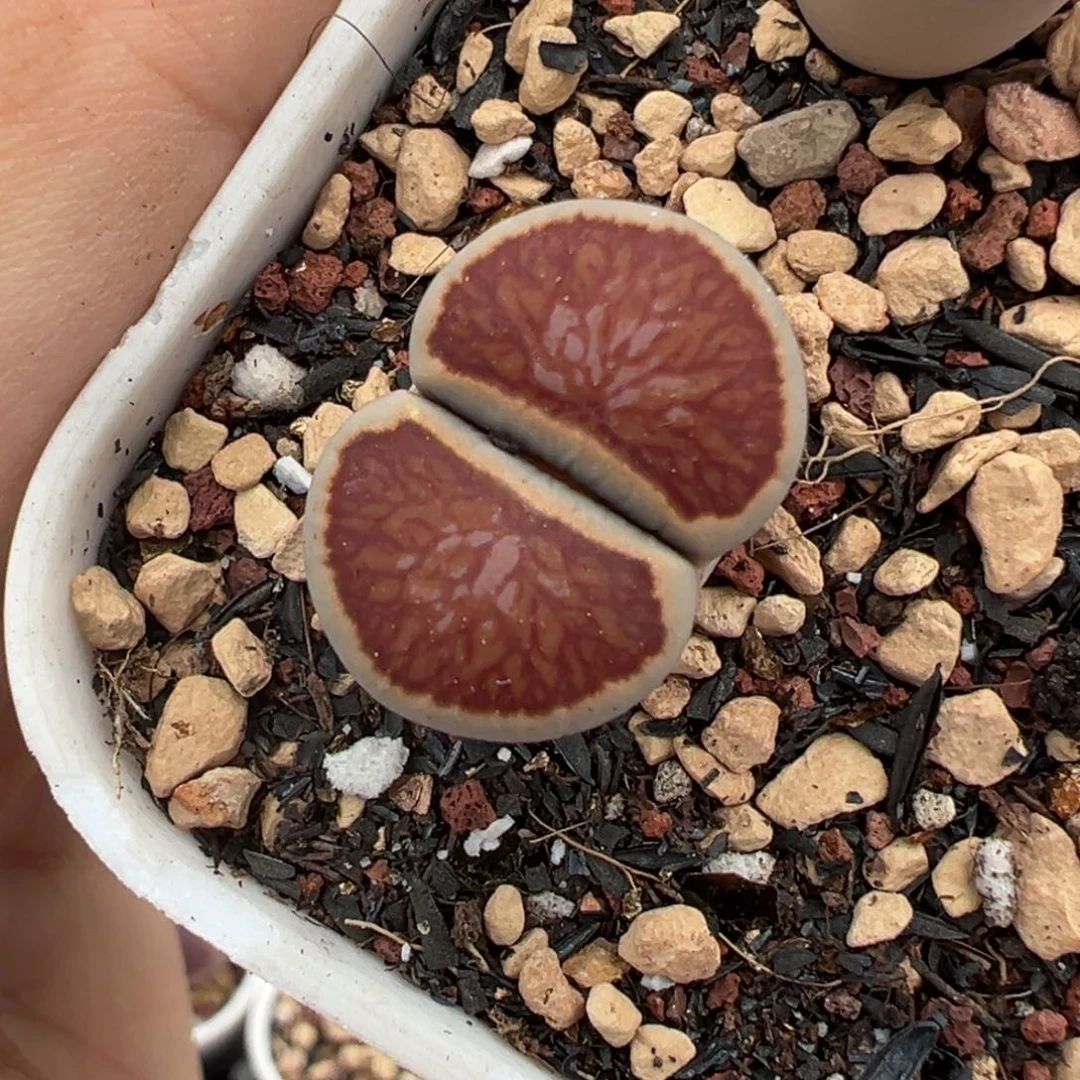 岛田红窗菊母本一物一拍