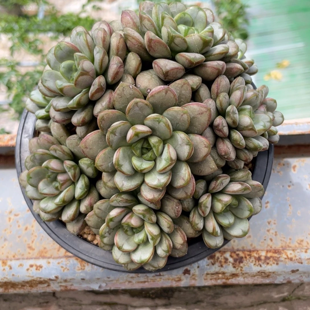 葡萄多头多肉植物8888