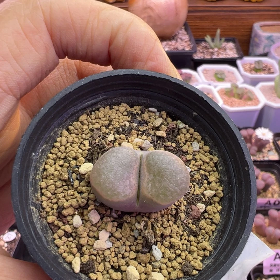 133号磁铁福利特特特