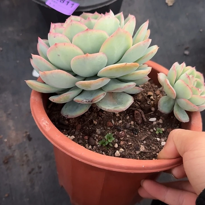 晨露167 多肉植物一物一拍