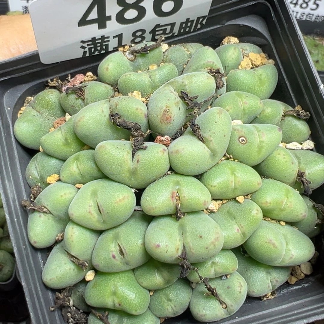 【闪购商品】 486。