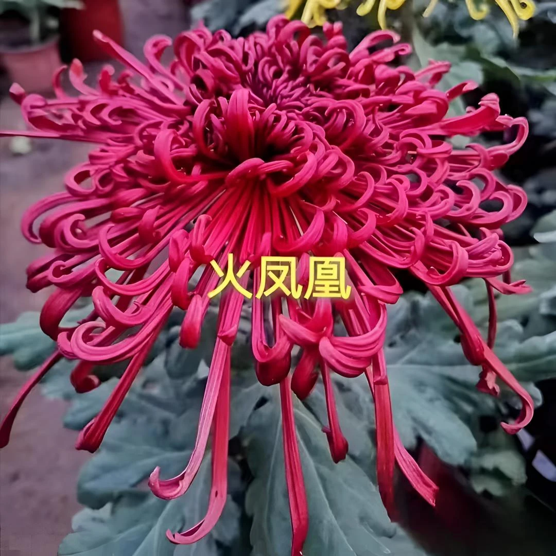 独本原盆带花【火凤凰】九月大菊花品种花期长耐热耐寒易养活喜阳