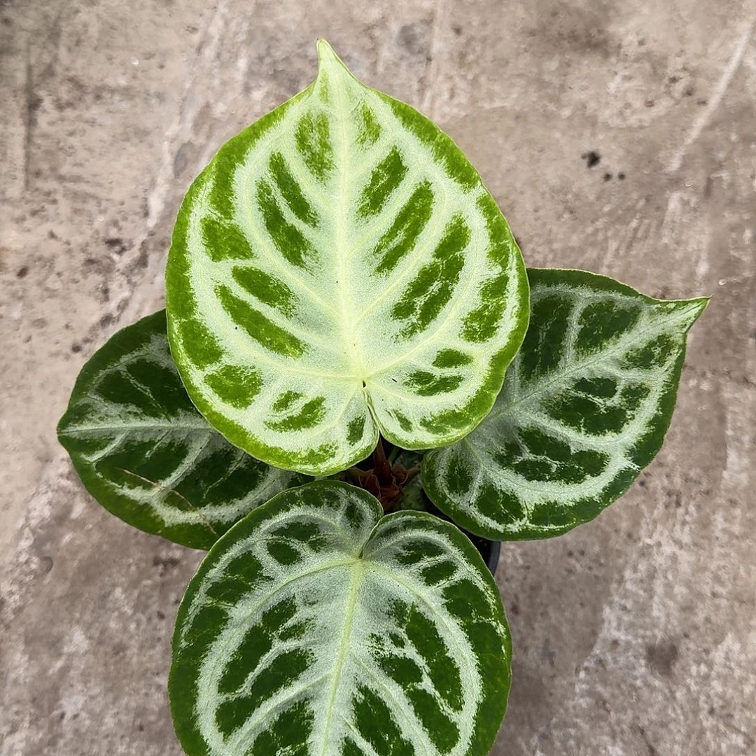 不开花植物铜锣烧一物一拍P101