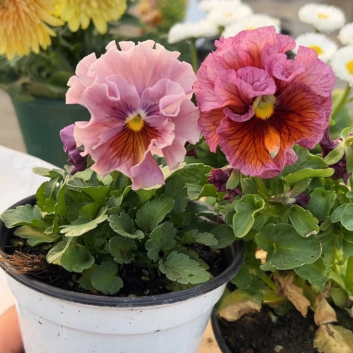 红陶抖音直播闪拍49