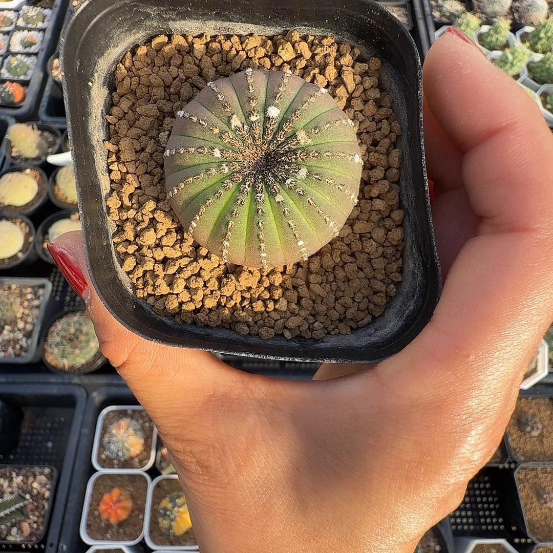 实生大型士童脱土发货