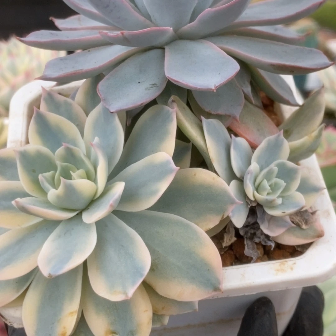 274皮士锦锦锦锦锦