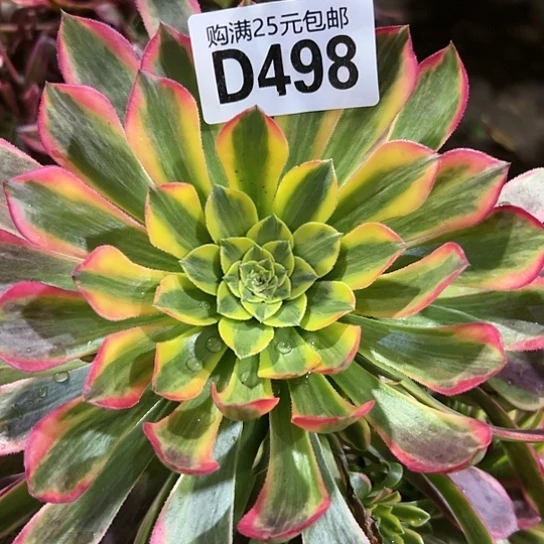 业*多肉植物一个