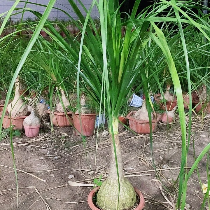 王***艺无花朵单头酒瓶兰3085