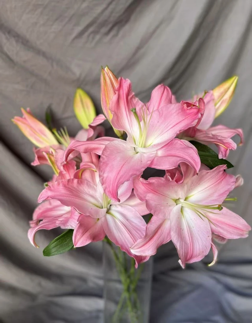 【陌上花开】多头粉精灵百合-百合