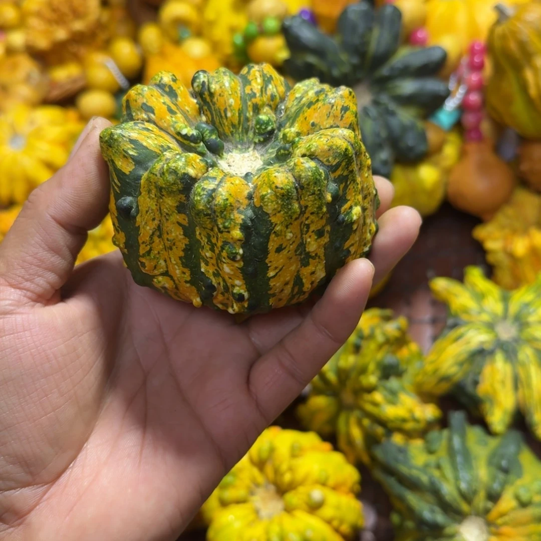 疙瘩葫芦小金刚一把20