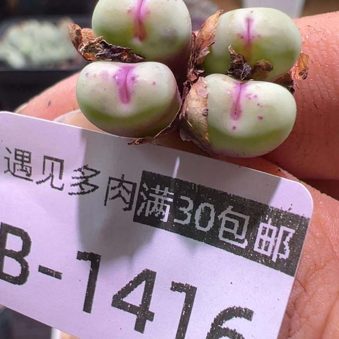 cr1329 多肉植物1111111111111